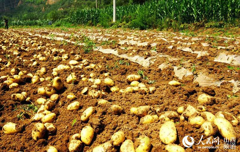 山西隰县:电商扶贫助贫困户销售土豆