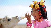 Ceyun Bainco feeds a young Tibetan antelope at Sonam Daje Natural Protection Station in Hol Xil Natural Reserve in Northwest China's Qinghai Province, October 23, 2009.