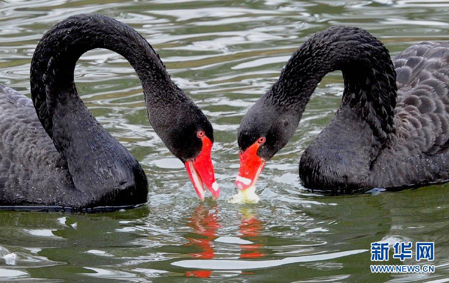 #（社会）（1）动物也浪漫