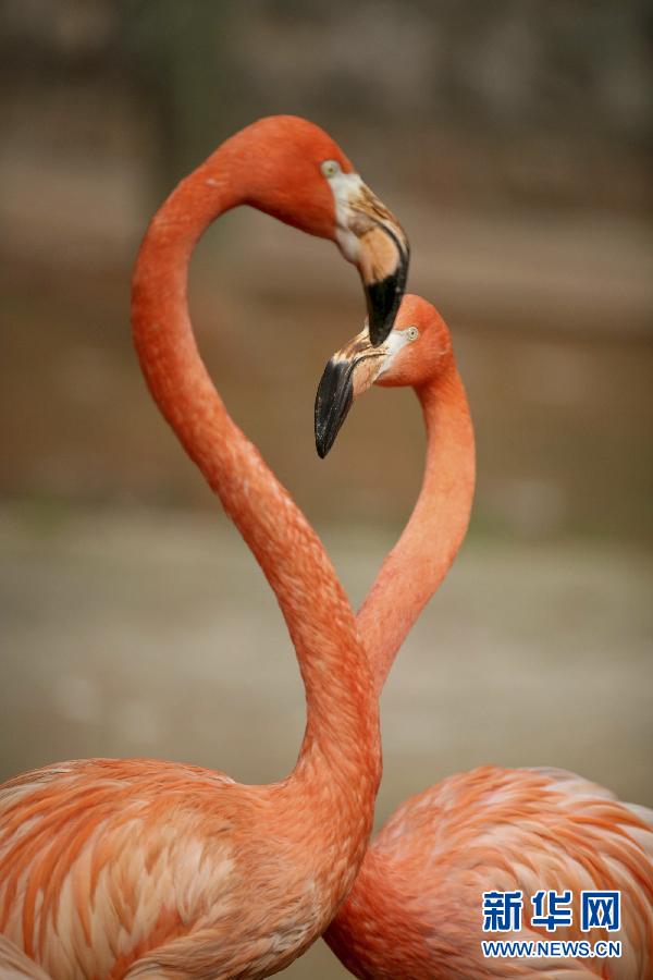 #（社会）（3）动物也浪漫