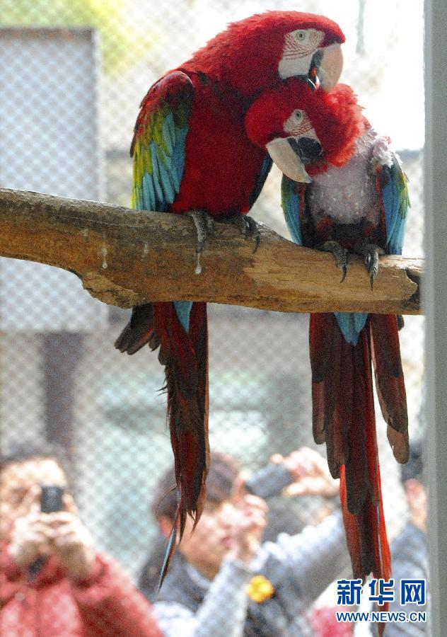 #（社会）（2）动物也浪漫