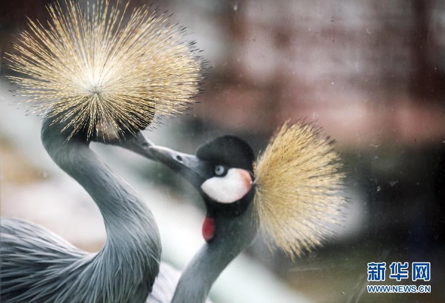 #（社会）（5）动物也浪漫