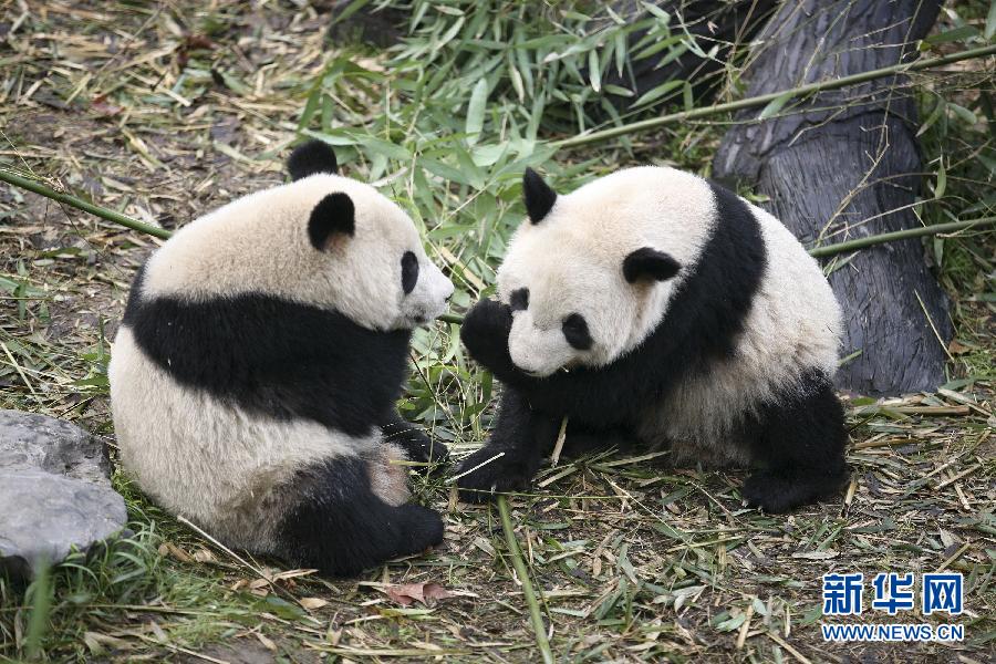 #（社会）（6）动物也浪漫