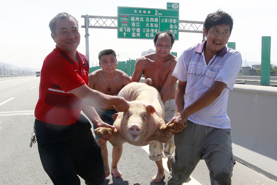 福州公路上一辆面包车侧翻后，人们将车上逃出的猪抬走