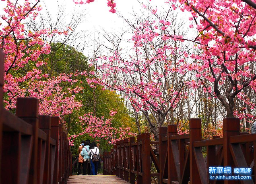 （晚报）（2）2015上海樱花节开幕