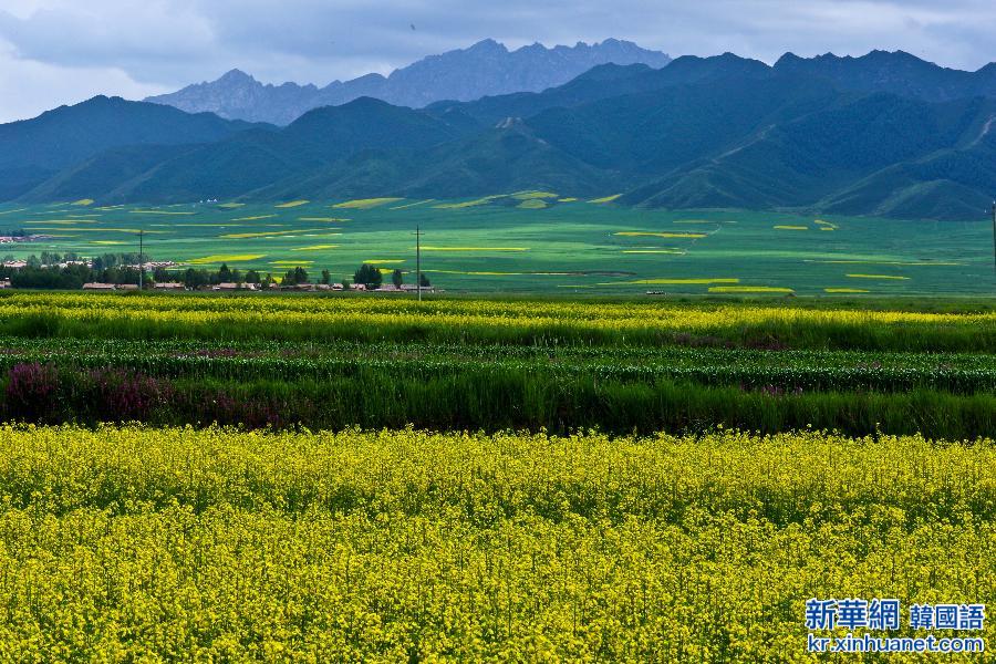 #（美丽中国）（1）甘肃民乐油菜花海燃情盛夏