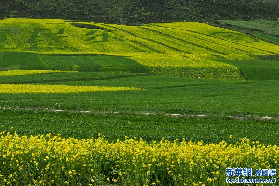 #（美丽中国）（9）甘肃民乐油菜花海燃情盛夏