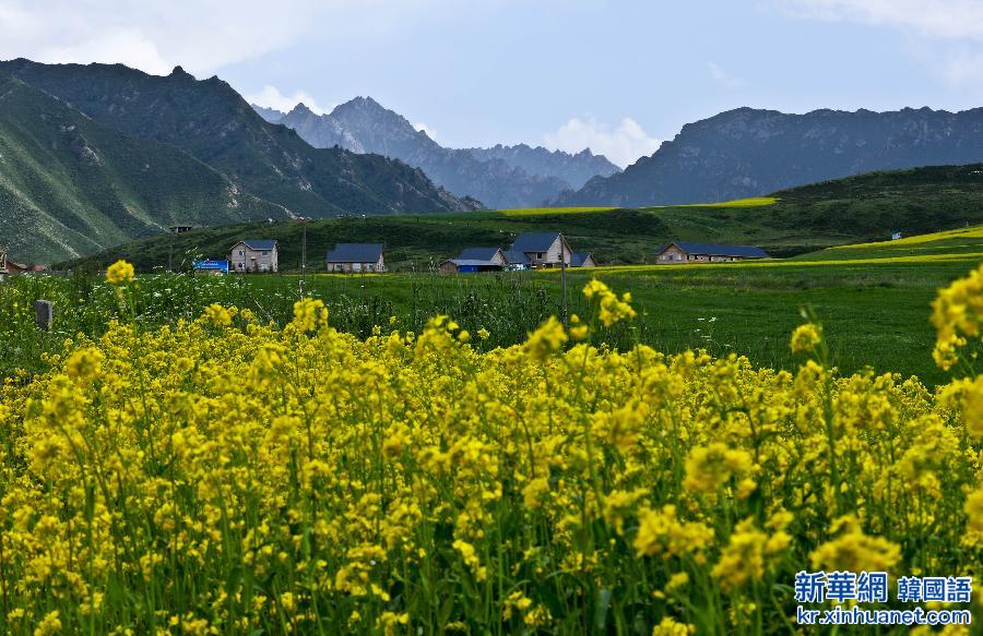 #（美丽中国）（10）甘肃民乐油菜花海燃情盛夏