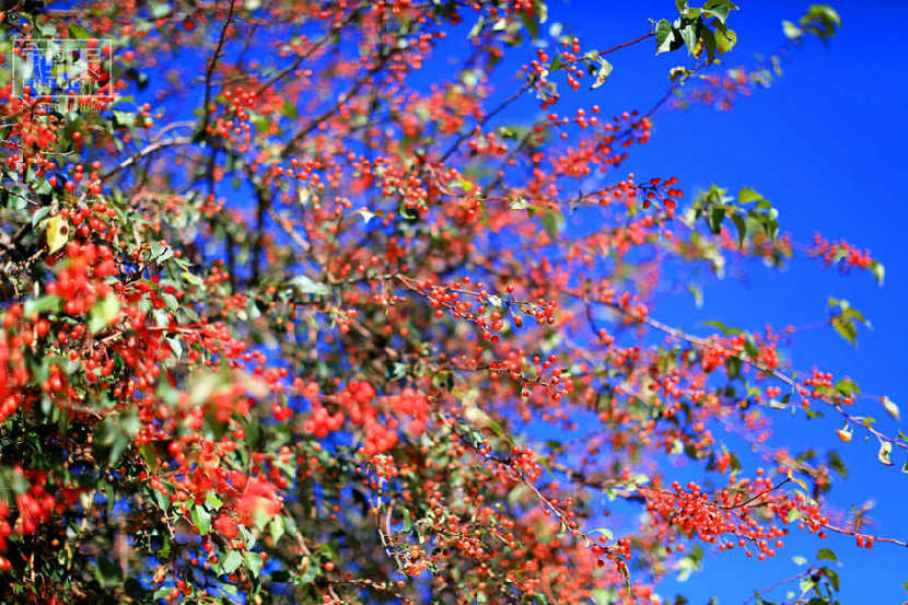 허베이 바상 초원, 매혹적인 가을 풍경