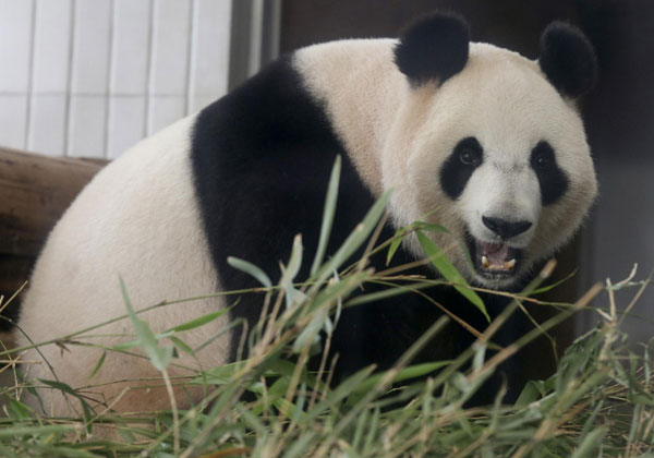 Pregnant giant panda Shin Shin eats bamboo leaves at Tokyo's Ueno Zoo on June 27. Shin Shin and male panda Ri Ri and were leased from China in February 2011. [Photo/Xinhua]