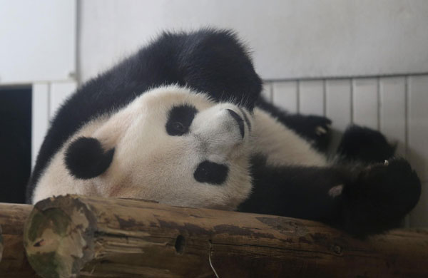 Shin Shin rests in Tokyo's Ueno Zoo on June 27..[Photo/Xinhua] 