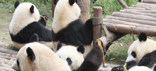 8只2岁的熊猫宝宝在吃东西