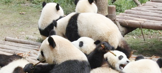 2岁的熊猫宝宝在吃东西