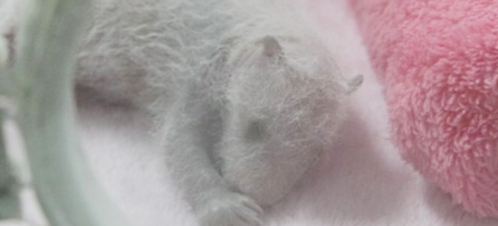 刚出生的熊猫宝宝