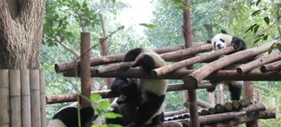 熊猫宝宝玩耍嬉闹