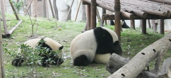 熊猫宝宝“打架“了