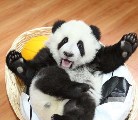 美国熊猫宝宝小礼物初次亮相