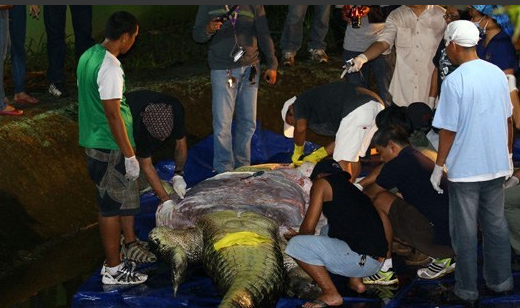 菲律宾专家解剖世界最大鳄鱼尸体