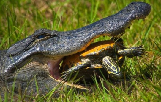北美大鳄龟咬合力图片