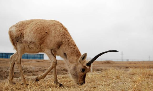 可可西里：数百只藏羚羊赴青藏公路觅食