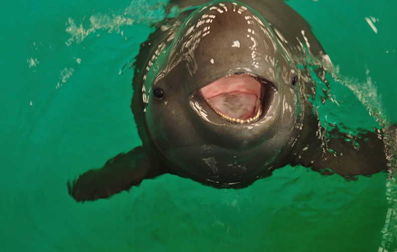 江西九江:爱心营救受伤江豚宝宝