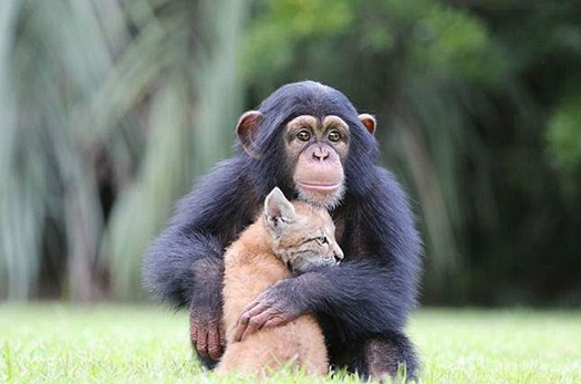 动物园里狧猁与黑猩猩成伙伴形影不离 