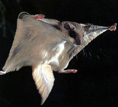 贵州瓮安国宝飞鼠夜闯民宅