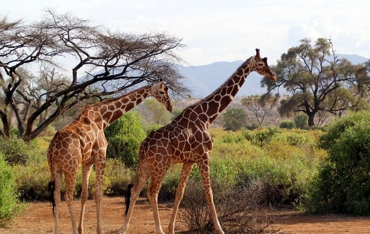 东非野生动物大迁徙:长颈鹿一家与斑马大军同
