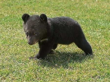 陕西市民捡到受伤小黑熊带回喂养