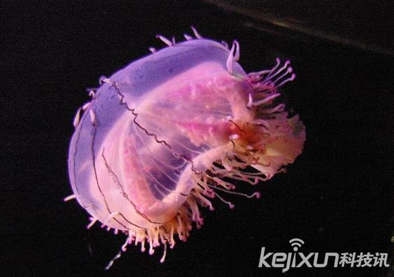 盤點世界最美海洋奇特生物水母：海洋的精靈