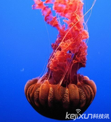 盤點世界最美海洋奇特生物水母：海洋的精靈