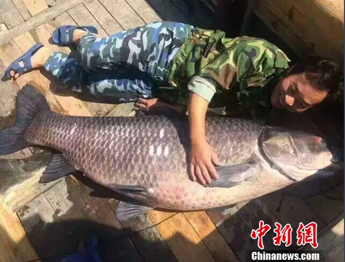 杭州千岛湖现180斤大青鱼