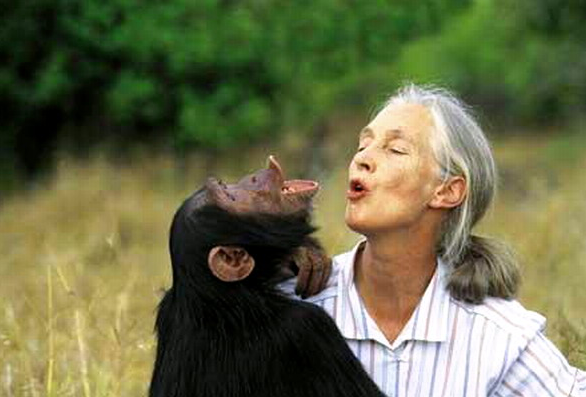 专访英国动物学家:珍·古道尔