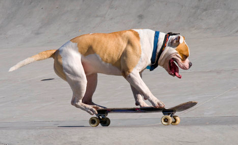 狗狗大炫滑板神技能大虐滑板手