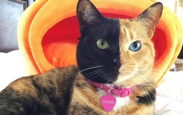 黄黑脸分裂猫蹿红网络