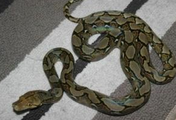 大青蟒窜出飞机行李柜 吓坏乘客