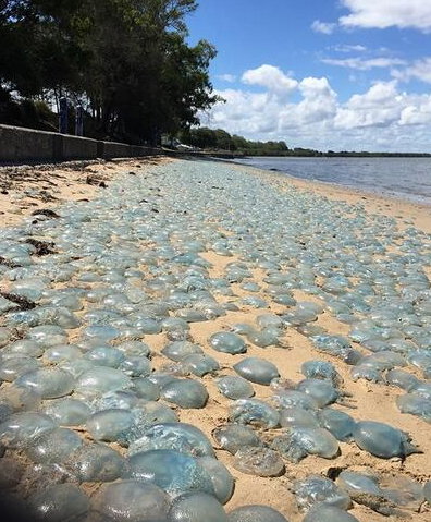澳大利亚上千只毒海蜇涌上沙滩晒太阳