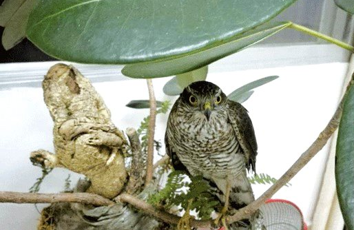 男子街上卖国家二级保护动物雀鹰看到民警撒腿就跑