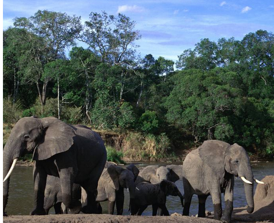 一个人拉着大象和犀牛的尾巴猜成语(2)