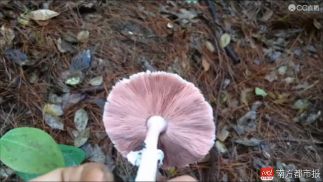 直播采蘑菇遇腐尸:男主播