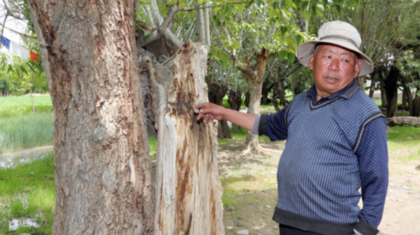 藏族护林员常年播种梦想 收获奇迹(图) 藏族护林员常年播种梦想 收获奇迹(图)