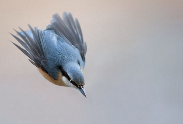 加拿大:罕见! 上百只鸟高速俯冲猎食