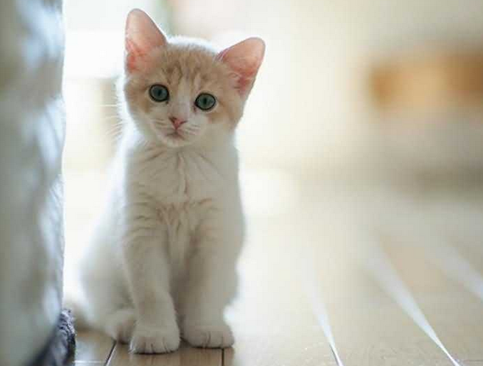 日本独居人口增长催生养猫热 小猫咪带动大经济