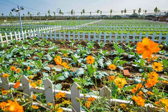 洛阳万安山舜耕智慧田园开园