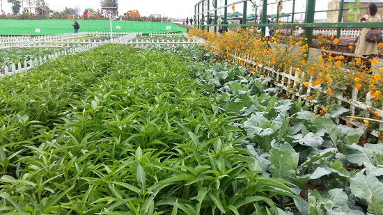 洛阳万安山舜耕智慧田园开园