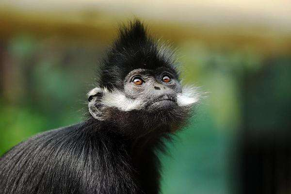 广西：全球首次野化放归黑叶猴