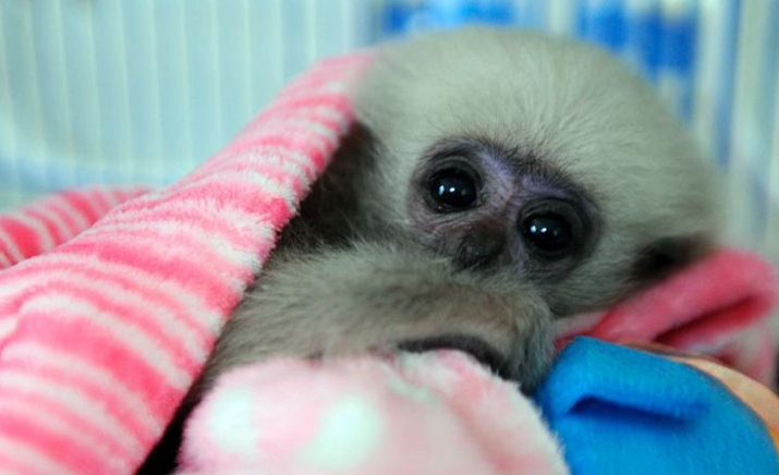 广西南宁：抵御寒冷天气 动物园幼崽开启“花式”取暖