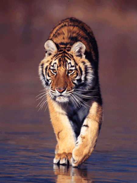  China publica plan recuperación tigres salvajes 2