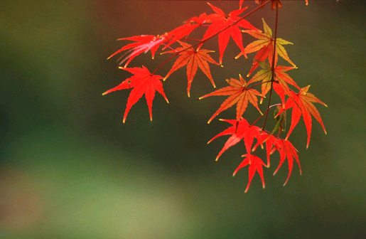 Otoño colorido - diez destinos turísticos donde contemplar hojas rojas en China 5