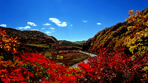 Otoño colorido - diez destinos turísticos donde contemplar hojas rojas en China 6